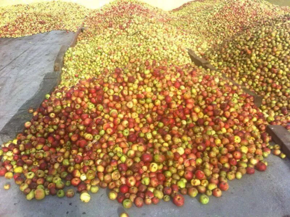 Sidra elaborada con manzana propia